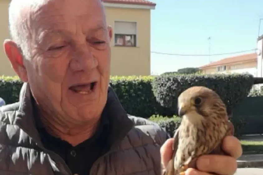 Il giovane falco in mano al cittadino che l'ha recuperato (L'Unione Sarda - Usai)