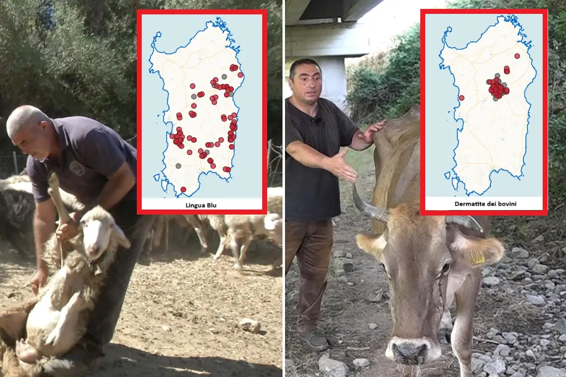 Le mappe di lingua blu e dermatite bovina in Sardegna