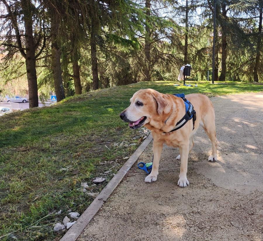 Una cura per il verde ammalato