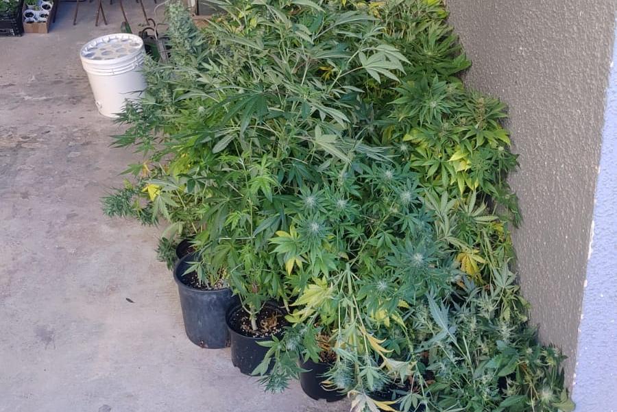 In casa 15 kg di marijuana e decine di piante: arrestato 23enne di Ussana