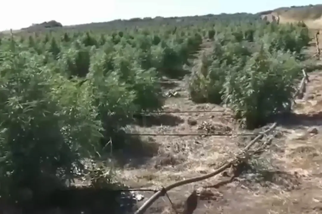 Sgominate due bande che producevano e spacciavano droga