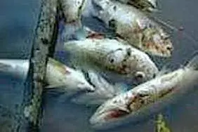 MORIA DI PESCI - FOTO SIMBOLO