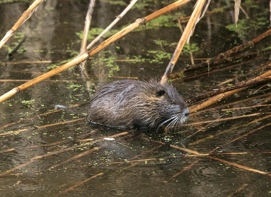 Allarme nutrie, la Provincia avvia il piano di eradicazione