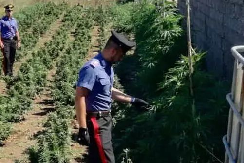 I carabinieri nella piantagione di cannabis