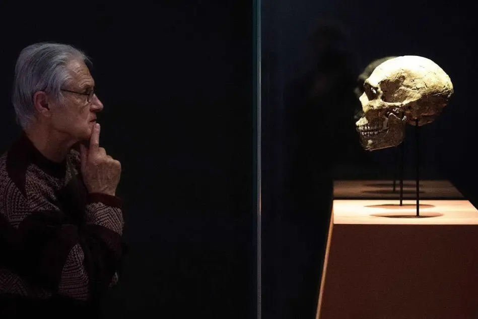 Un uomo osserva un cranio di Neanderthal (foto Ansa)