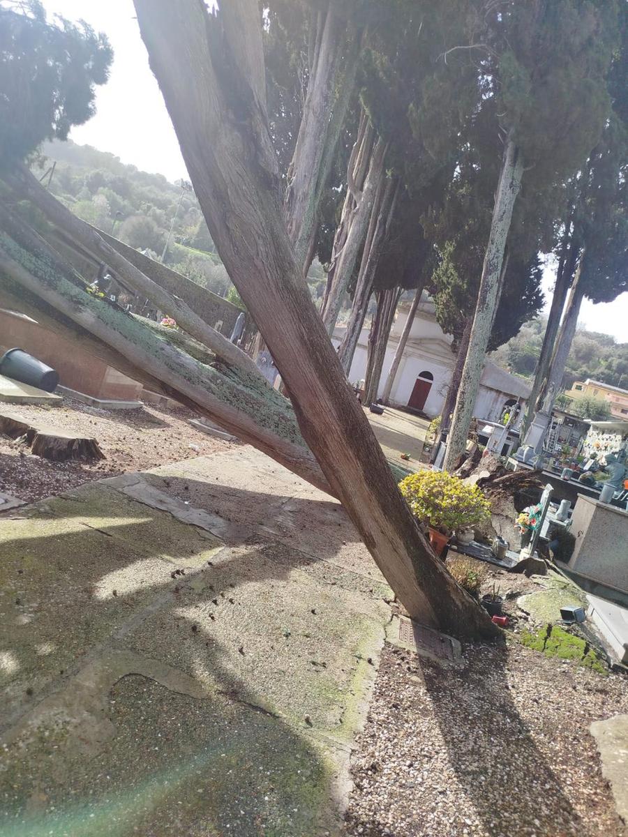 Ghilarza ed Aidomaggiore, via al taglio delle piante crollate per il maltempo