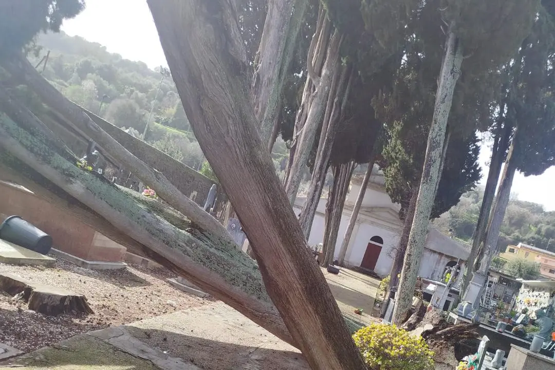 Alberi danneggiati nel cimitero di Aidomaggiore (foto Orbana)