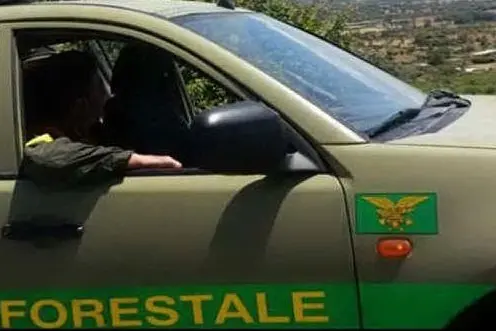Corpo forestale