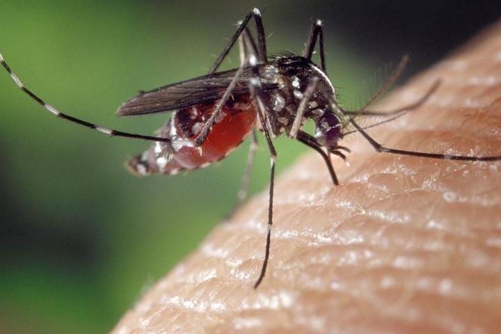 Un caso di malaria a Sassari: è il primo dall’inizio della pandemia