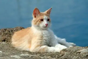 Un gatto acciambellato su uno scoglio