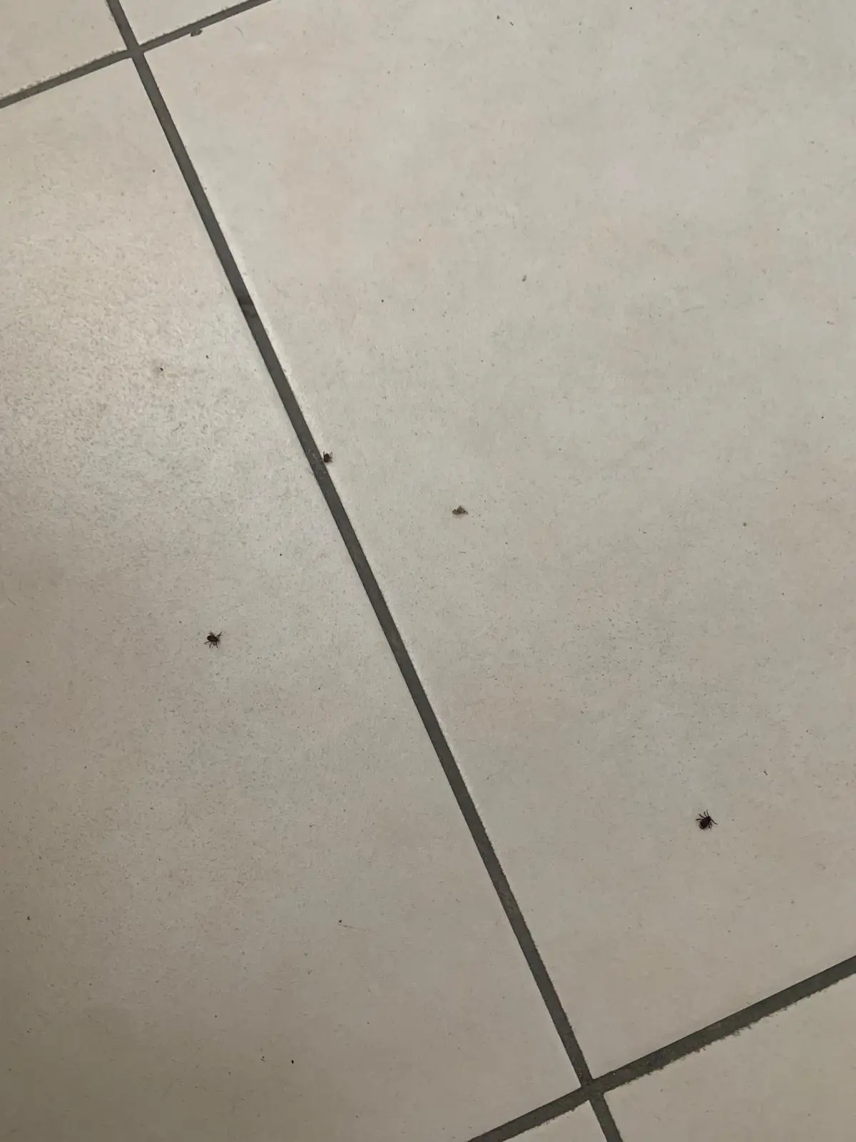 Le zecche sono comparse anche dentro le case (foto Polastri)