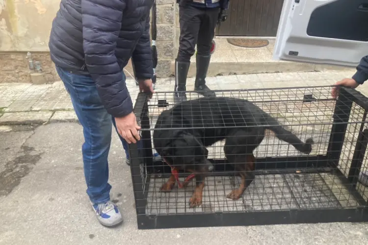 Uno dei rottweiler trasferiti nel canile a Porto Torres(foto Pala)