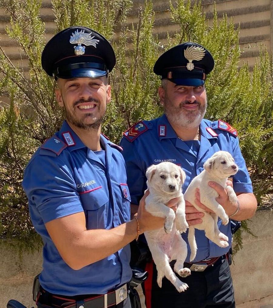 I carabinieri salvano e adottano due cani in caserma