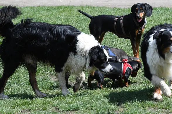 Un gruppo di cani in un parco