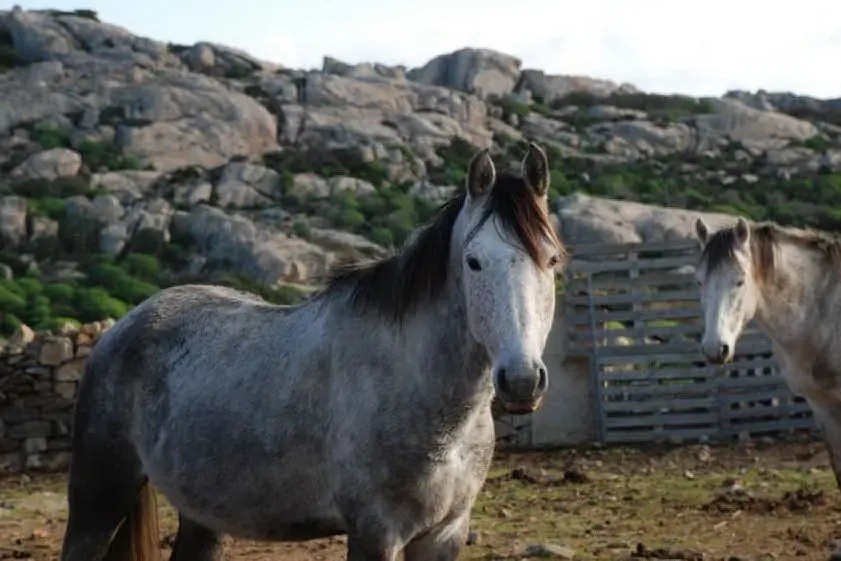 Cavalli all'Asinara (L'Unione Sarda - Pala)