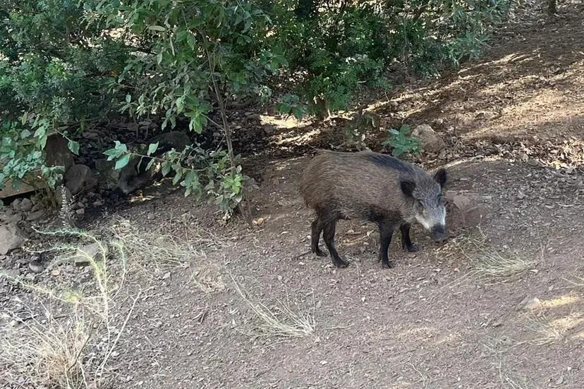 Sinnai, cinghiali senza controllo nella pineta: è polemica