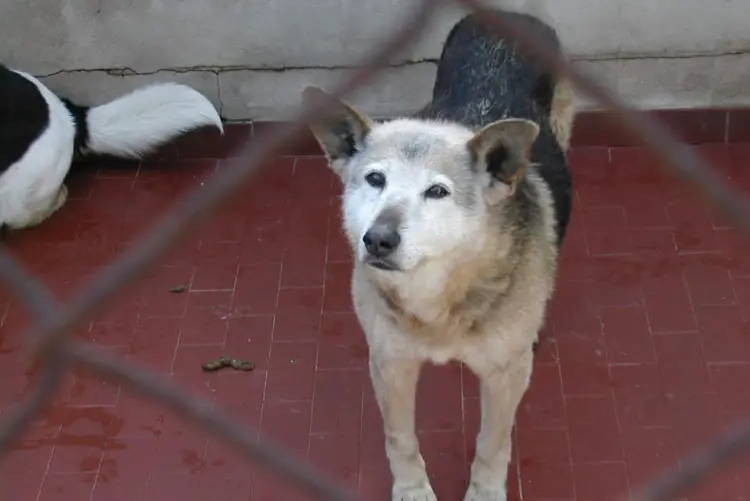 Uno dei cani ospiti nel canile Andriolu a Porto Torres (foto concessa)