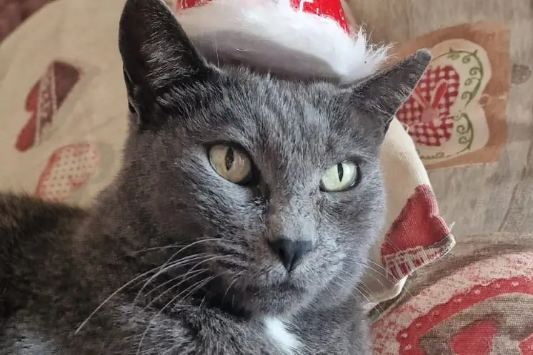 Buon Natale a tutti da Bimba, Palau