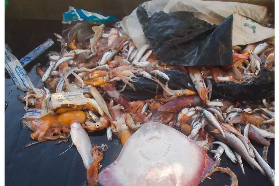 Plastica nelle reti a strascico assieme ai pesci (foto concessa)