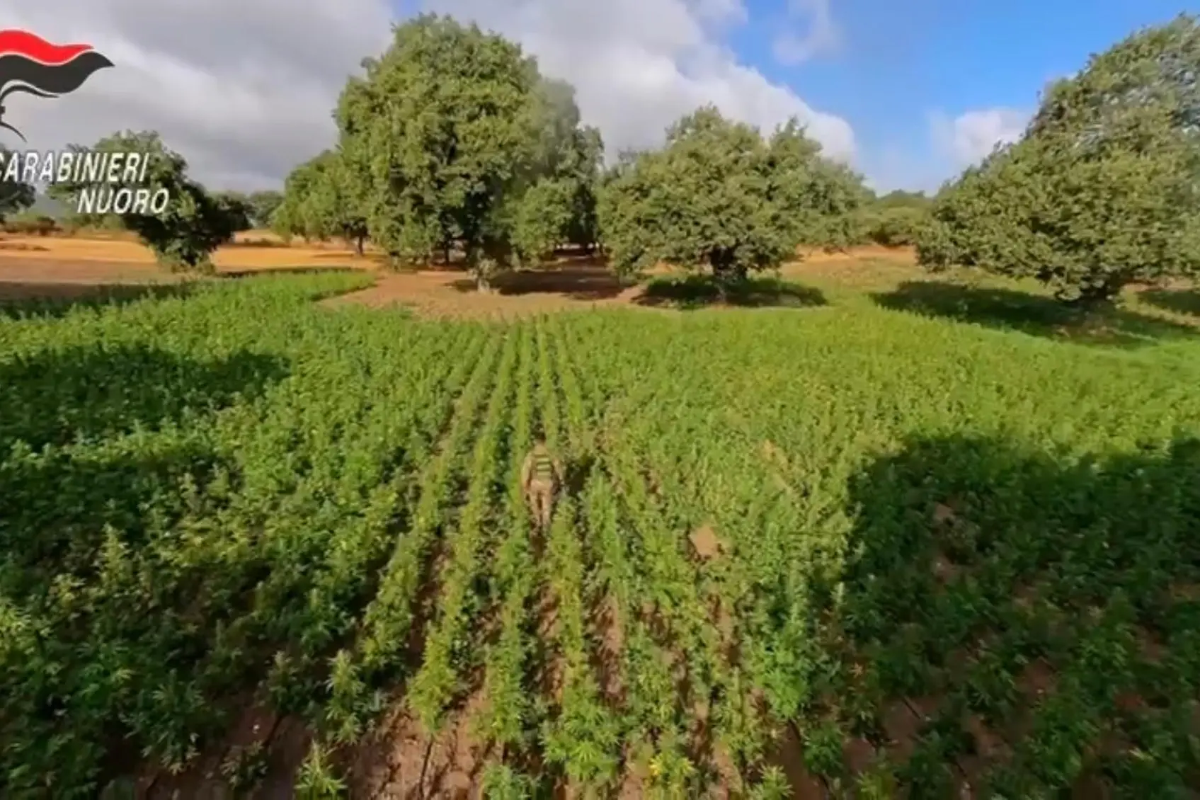 La distesa di marijuana sequestrata ad Orani (foto carabinieri)