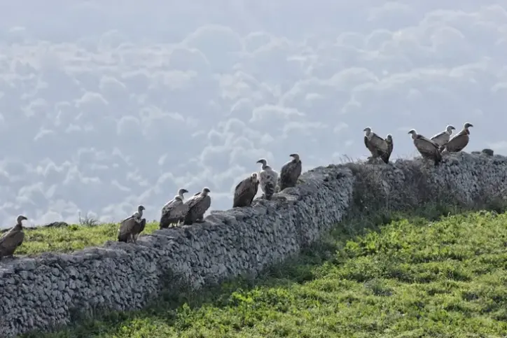 Grifoni (foto concessa)