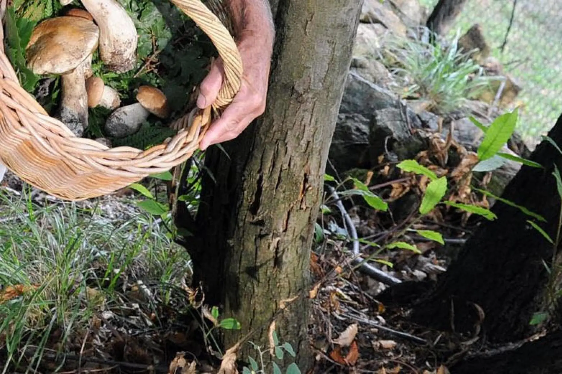 Un cercatore di funghi (foto Ansa)