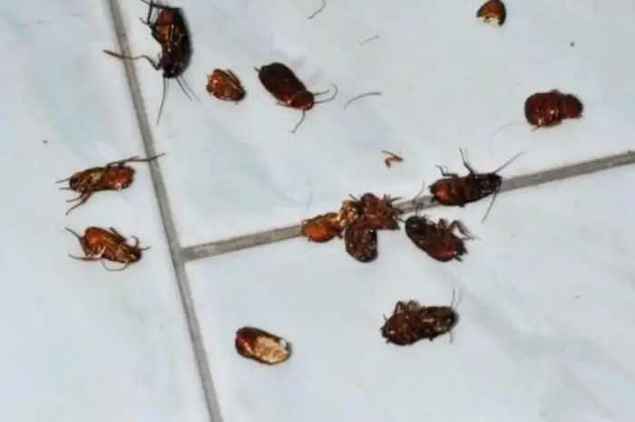 Una immagine relativa alla chiusura di un ristorante di cucina orientale nella zona centrale di Siracusa perchè i locali erano invasi da parassiti (blatte striscianti ed alcune morte presenti sulla pavimentazione della cucina), 13 giugno 2023. ANSA/ UFFICIO STAMPA ++HO - NO SALES EDITORIAL USE ONLY++