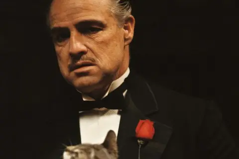 La prima scena del film, Marlon Brando che accarezza un gatto