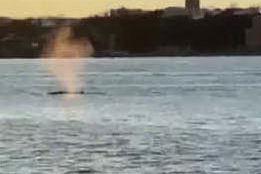 New York: una balena spunta nel fiume Hudson