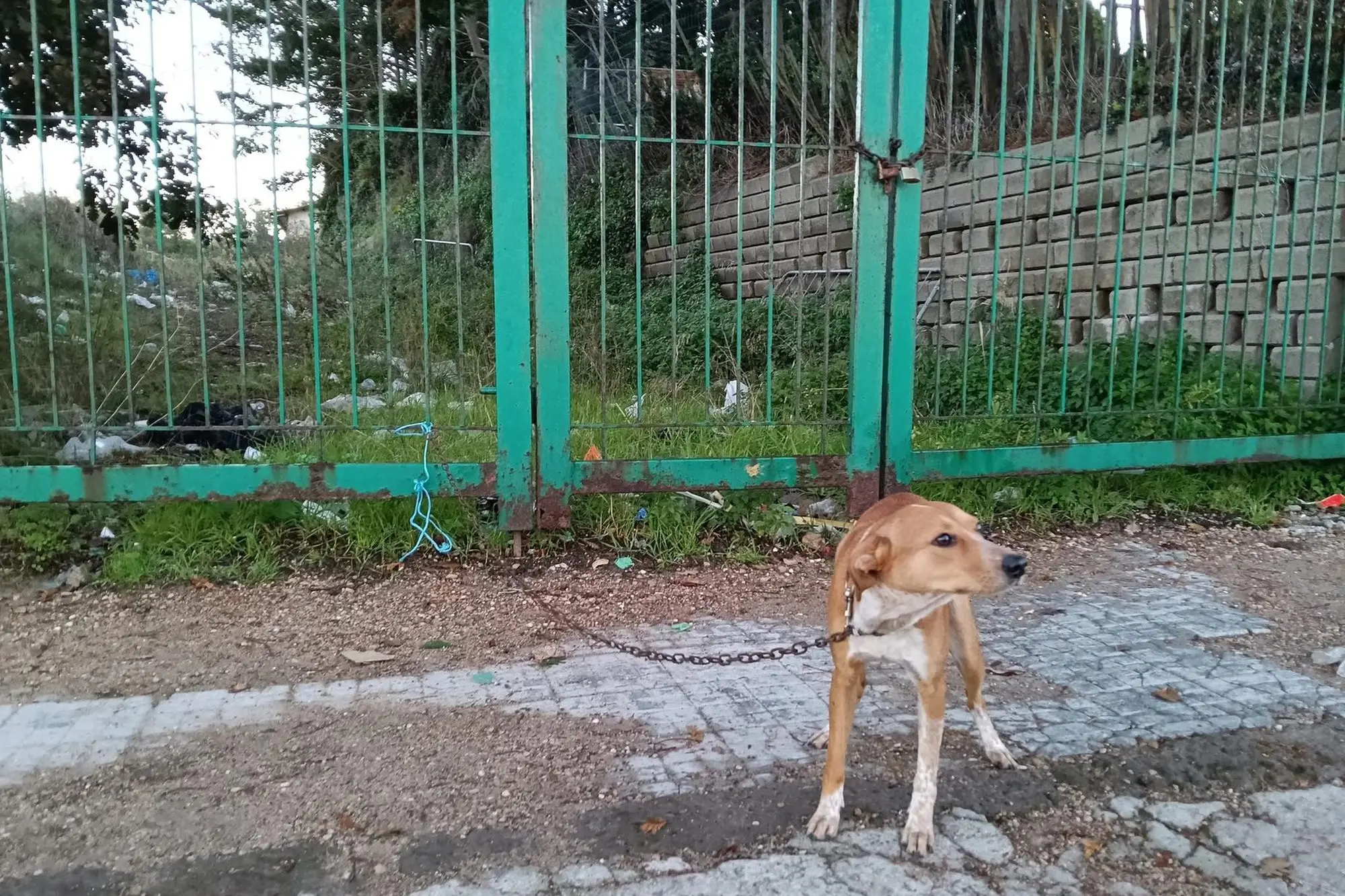 Il cane abbandonato