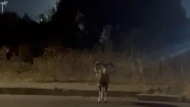 https://immagini.unionesarda.it/version/c:YWVhMWMxZjUtMTYzMy00:N2E0MjAxMmMtZmIxZi00/image.webp?f=16:9
