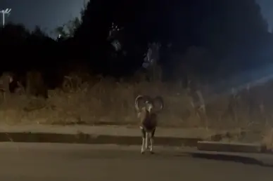 Un muflone davanti a un'abitazione (frame da video)
