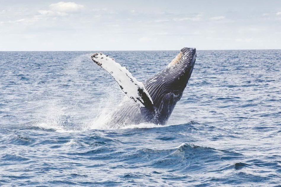 Allarme Wwf: &quot;Le navi verso Sardegna e Corsica mettono a rischio le balene&quot;