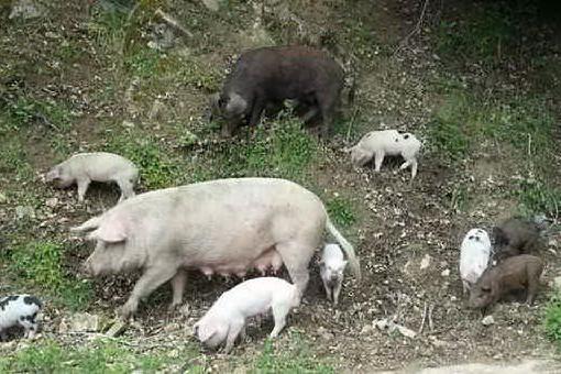 Peste suina, altri 170 maiali abbattuti nelle campagne di Urzulei
