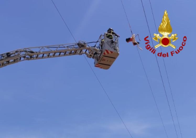 Fenicottero impigliato nei cavi elettrici: soccorsi in azione a San Gavino