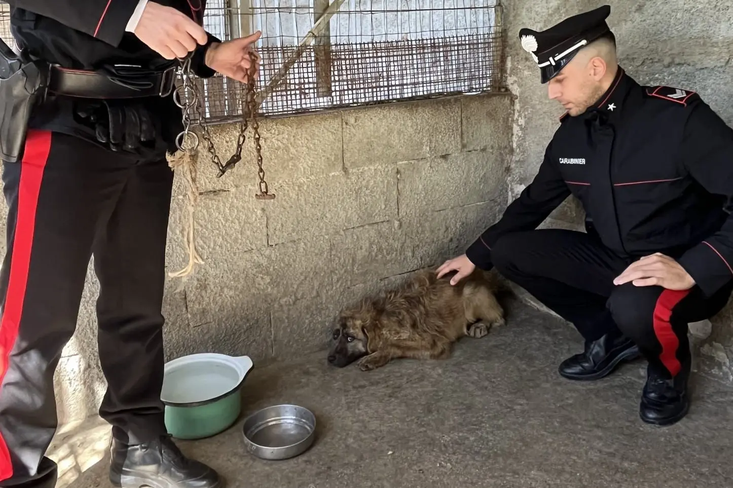 Il cane maltrattato a Ossi (foto Cc)