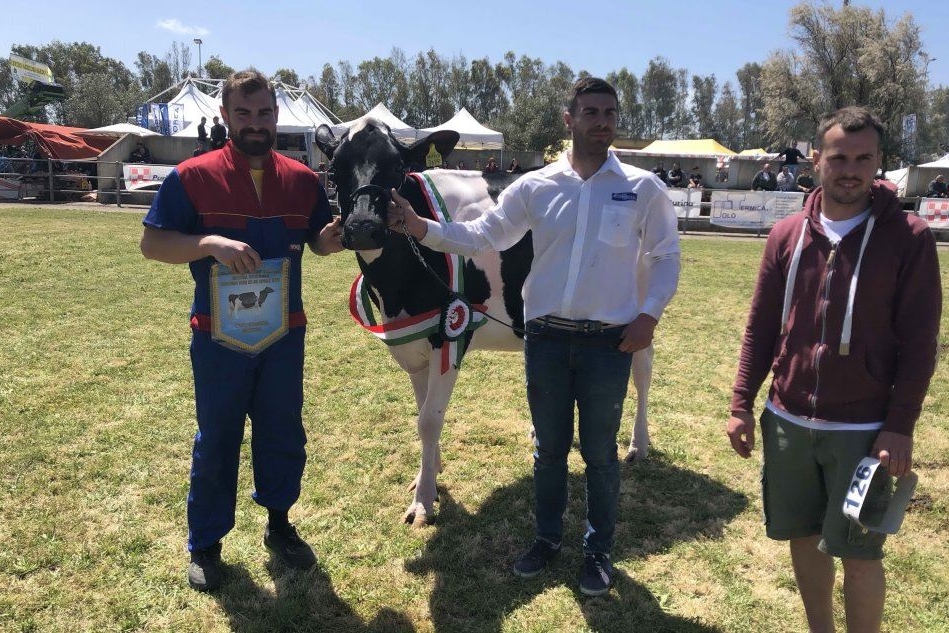Mostra bovina ad Arborea: la vacca Montana vince il primo premio