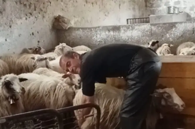 Mirko Pes con le sue pecore