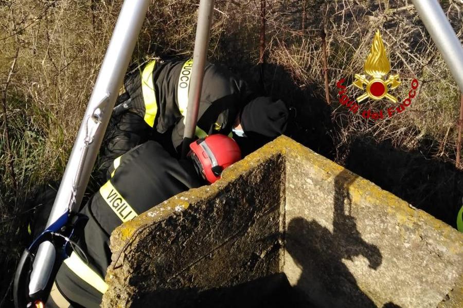 Serdiana, cane cade in un pozzo: lo salvano i vigili del fuoco