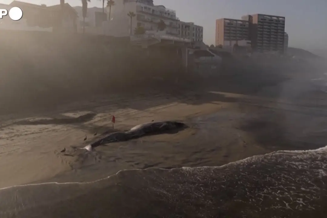 Messico, una balena si arena su una spiaggia di Tijuana