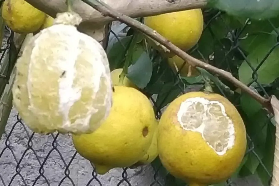 Uno degli alberi di limone attaccato dalle nutrie (L'Unione Sarda - Sanna)
