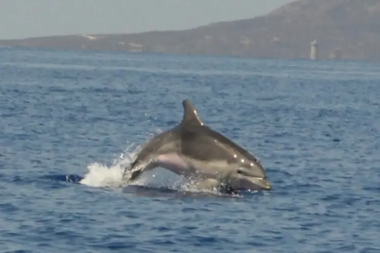 Delfini nel Santuario Pelagos (foto concessa)