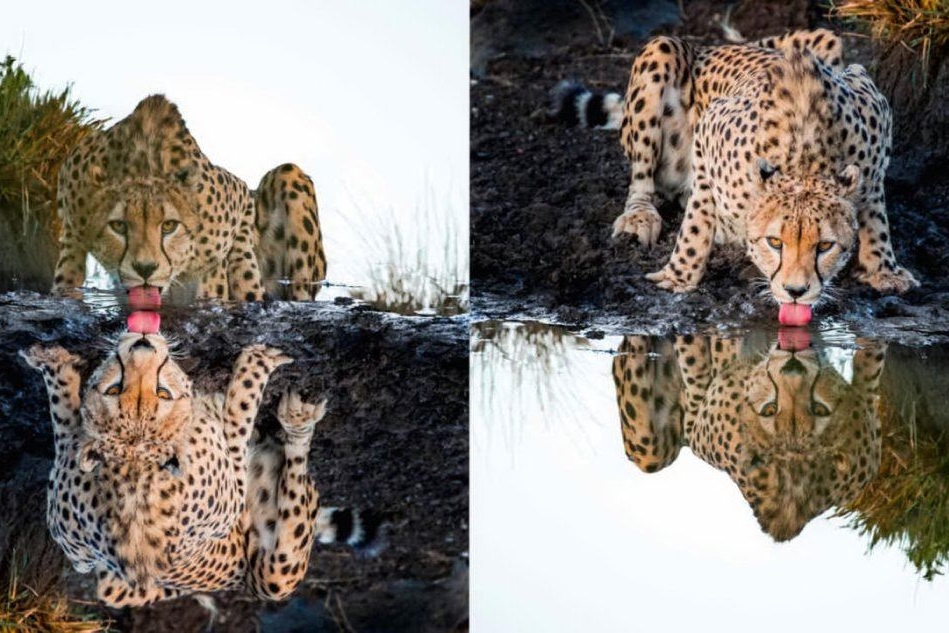 L'incredibile scatto di un 16enne: il riflesso del ghepardo è perfetto