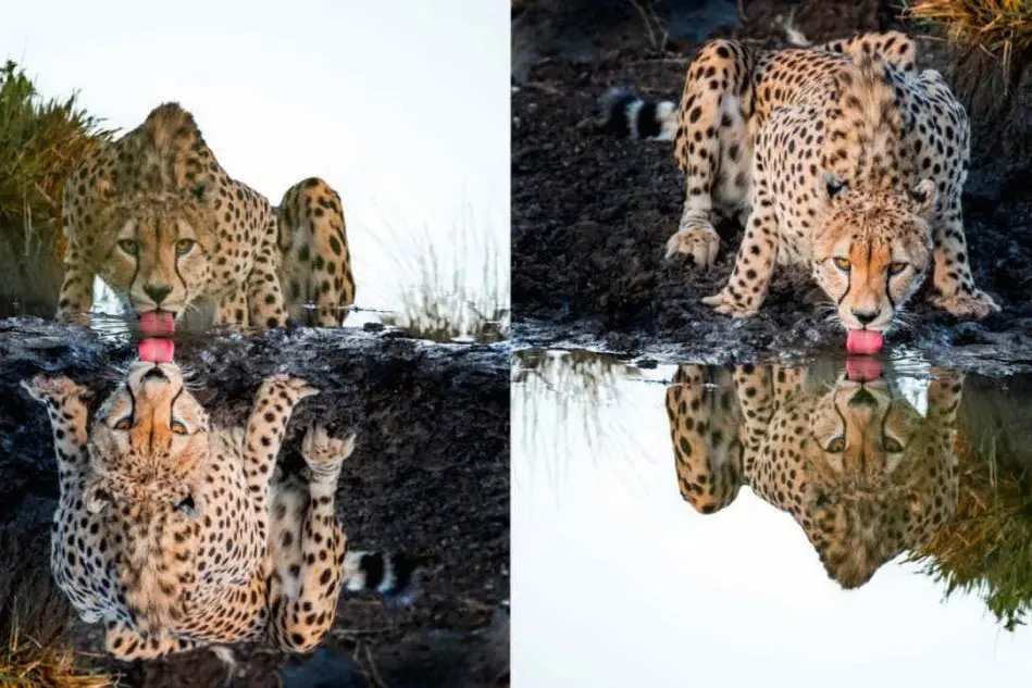 L'incredibile scatto con il riflesso a confronto con l'immagine reale (foto Harman Singh Heer)