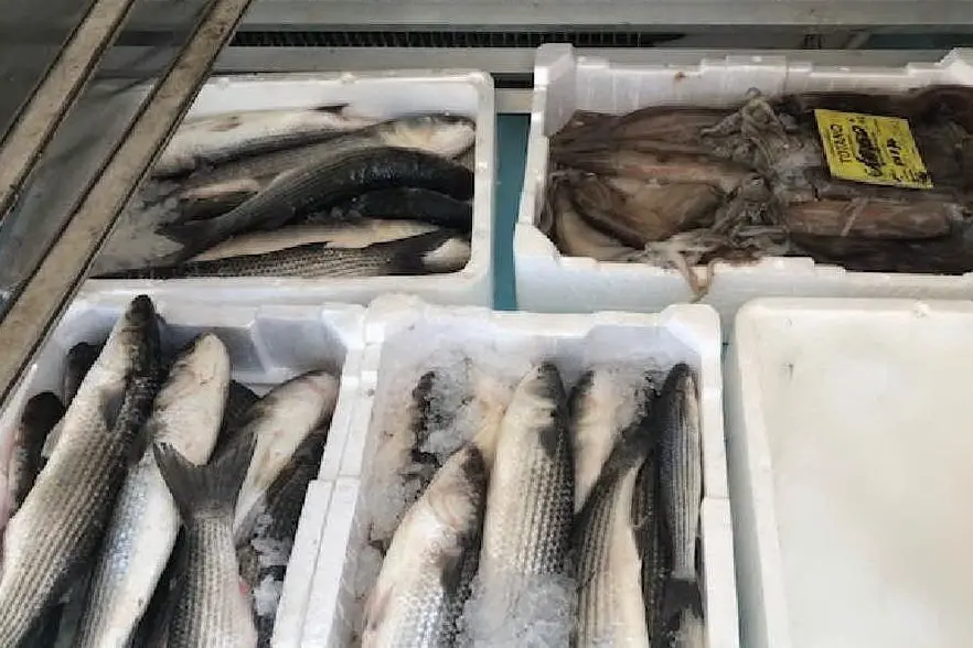 Il pesce sequestrato (Foto Guardia costiera)