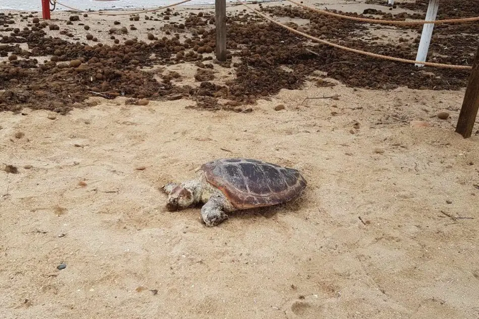 La tartaruga ritrovata stamattina (foto L'Unione Sarda - Murgana)