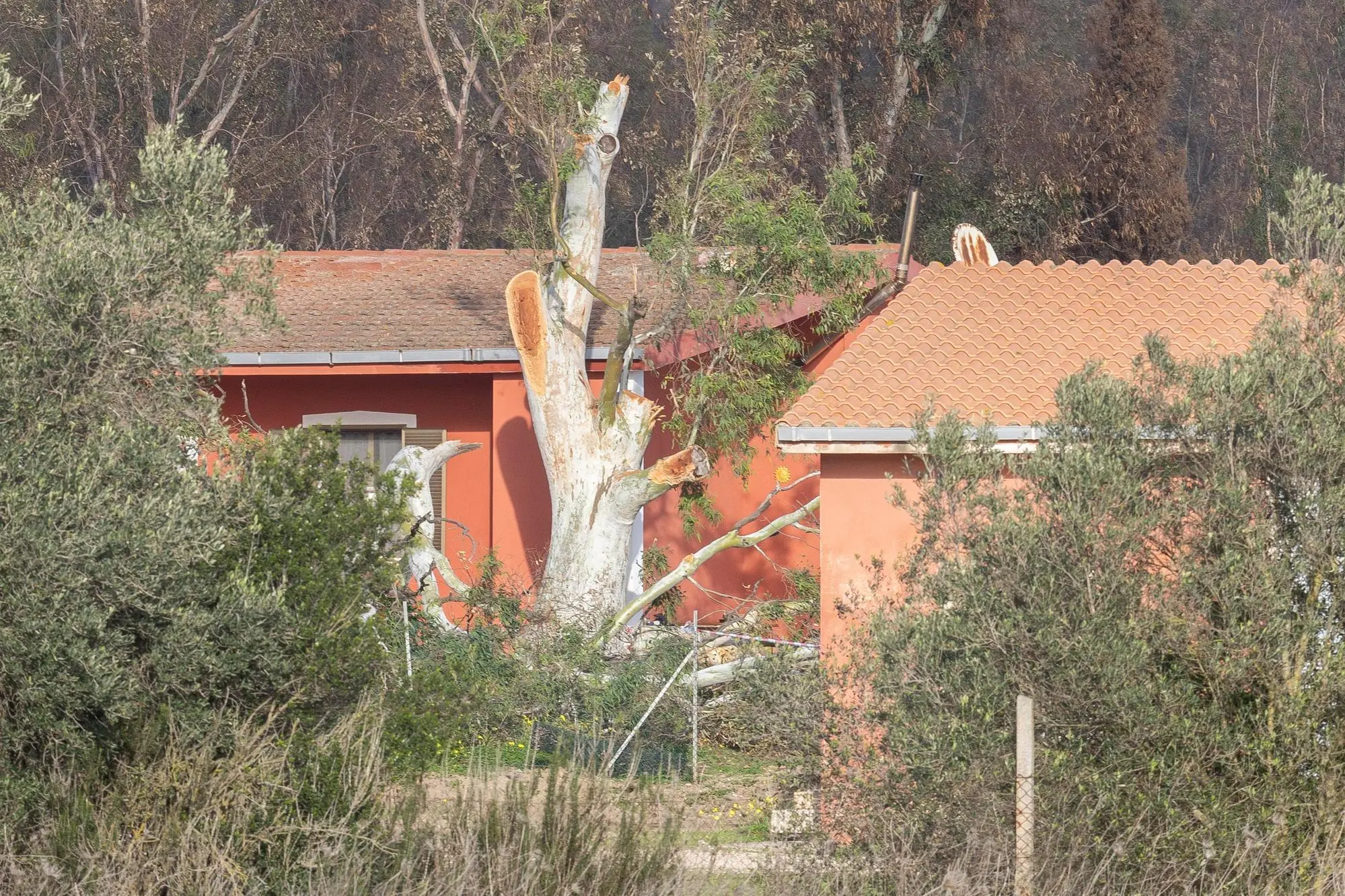 Il grosso albero sotto cui è morto Antonio Serra (Murru)