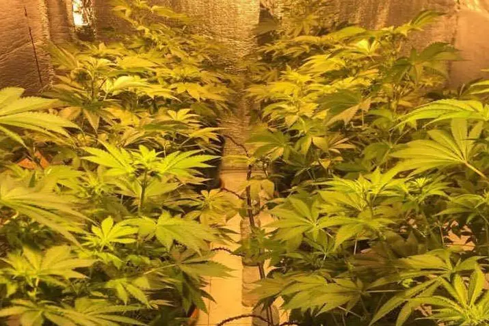 Una serra per coltivare la marijuana: la scoperta in una casa di Cagliari