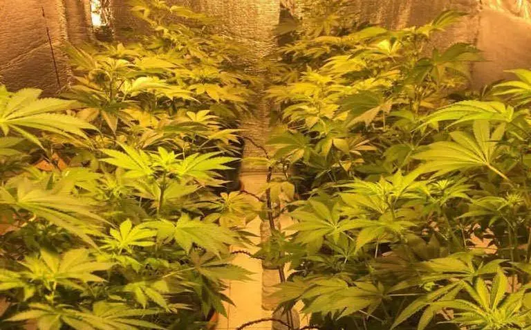 Una serra per coltivare la marijuana: la scoperta in una casa di Cagliari
