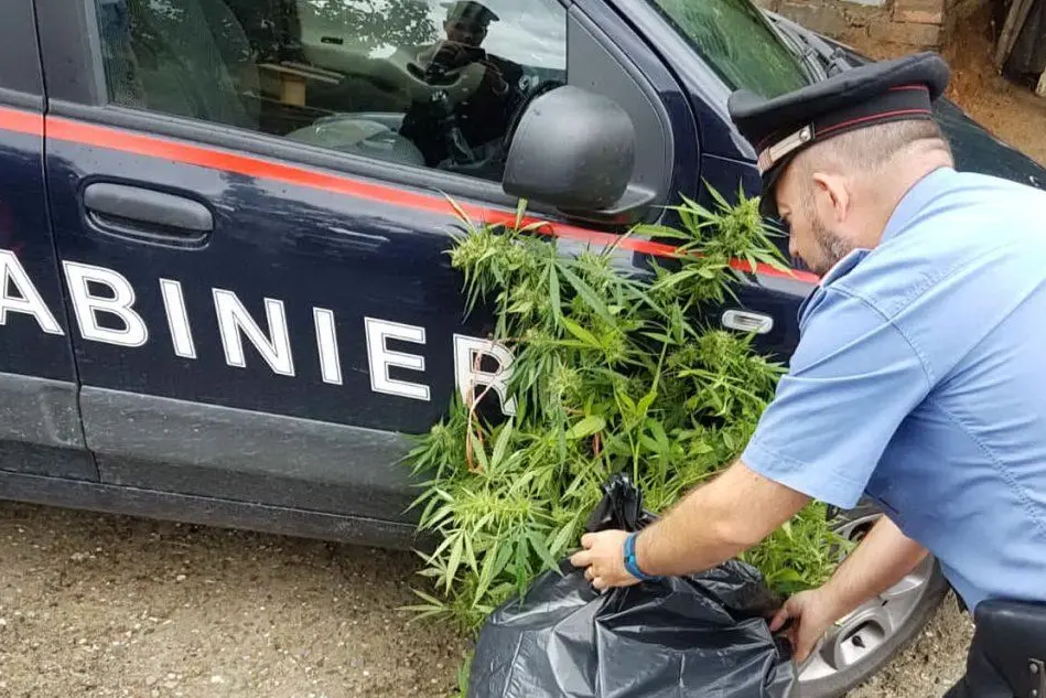I carabinieri con le piante di marijuana (foto Antonio Serreli)